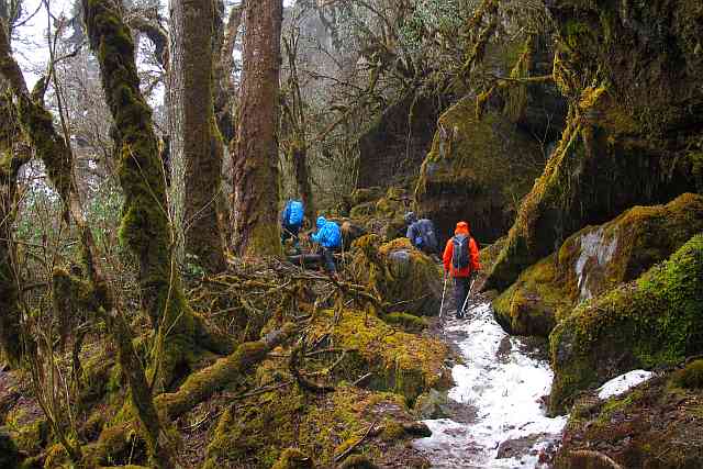 Das letzte Stück des Abstieges vom Dobato-Pass hinunter in das Hinku-Tal nach Korthe führt durch einen der eindrucksvollsten Bergurwälder, die ich je sah.