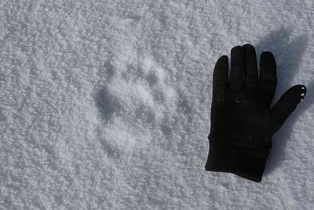 Begegnet sind wir diesem halbwüchsigen Yeti nicht. Aber wie man unschwer erkennen kann, war er da und hat wie wir die Gunst der kurzen Aufklarung genutzt. Übrigens diese Spur ist echt. Und wenn sie nicht von einem Yeti stammen sollte, dann von einem Bären. Ich habe massenhaft Zeugen.