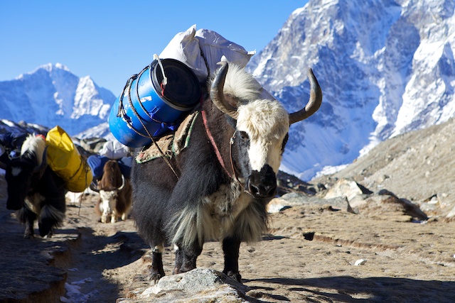 Nichts und niemand transportiert unsere Ausrüstung so zuverlässig wie die Yaks meines Freundes Pemba Dorje Sherpa