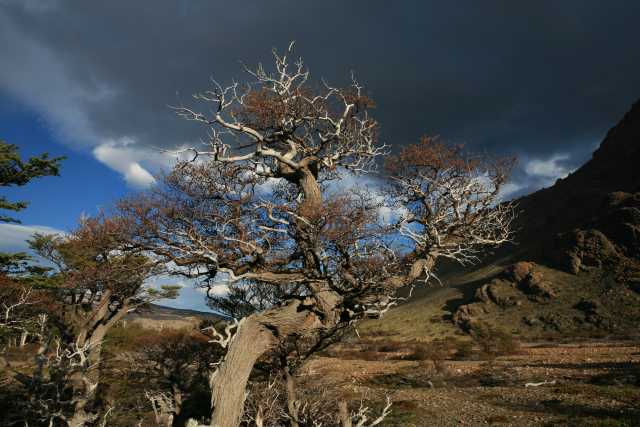 Patagonischer Baum